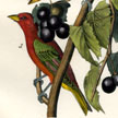 Stunning Antique bird prints, Audubon and others