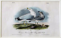 Common American Gull Ring-billed Gull