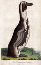 The Patagonian Penguin