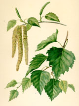 Catkins and Leaves of the Birch