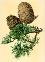 Cones of the Cedar