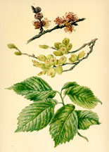 Flowers, Fruit, and Leaves of the Elm