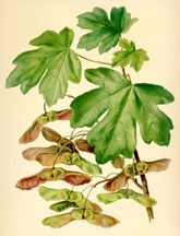 Field Maple, Foliage and Fruit