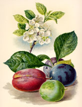 Flowers and Fruit of the Plum