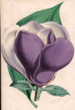 Magnolia Lenné