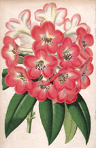 Rhododendron Princess of Wales