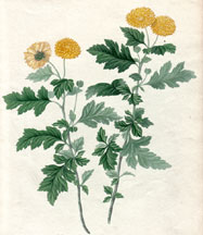 Chrysanthemum Indicum, flore pleno