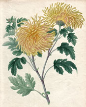 The Quilled-flamed Yellow Chrysanthemum