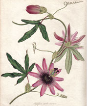 Passiflora caruleo-racemosa