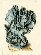 Indian Coral (Blue Millepore)