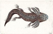 Plate 342 Mexican Tadpole