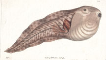 Plate 350 Paradoxical Frog Tadpole