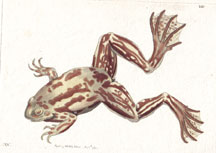 Plate 351 Paradoxical Frog