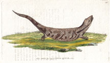 Plate 179 Scincoid Lizard