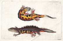 Plate 279 Warted Newt