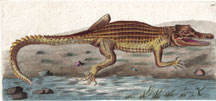 Plate 428 Crocodile