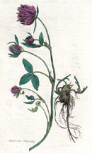 Trifolium Prutense