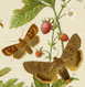 Butterfly chromolithographs