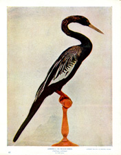 AHINGA OR SNAKE BIRD