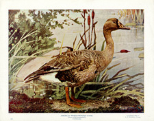 AMERICAN WHITE-FRONTED GOOSE
