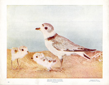 BELTED PIPING PLOVER