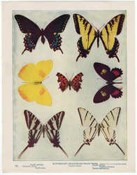 butterfly and moth prints from