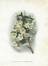Prunus Avium x Prunus Cerasus (Reine Hortense)