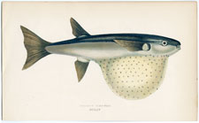 Pennant's Globefish