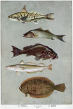 Kingfish, Striped Bass, Sea Bass, Whiting, Flounder