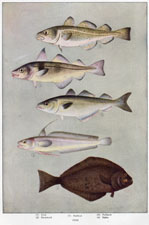 cod, haddock, halibut, pollack, hake