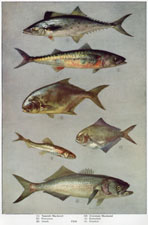 Spanish Mackarel, Common Mackarel, Pompano, Butterfish, Smelt, Bluefish