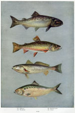 Salmon, Brook Trout, Weakfish, Shad