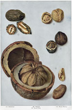 Walnut, Brazil nut, etc.