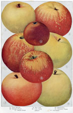 Apples: Early Harvest, Gravenstein, etc.