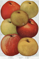 Apples: Spitzenburg, Greening, etc.