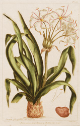 CRINUM folius Carinatis