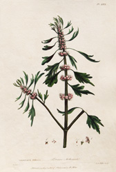 LEONURUS taraticus