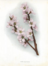 Alton (Large Flowered)