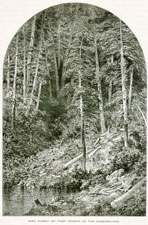 Pine forest on the West Branch of the Susquehanna
