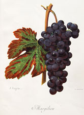 Margilien grape variety