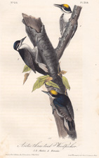 Arctic three-toed Woodpecker