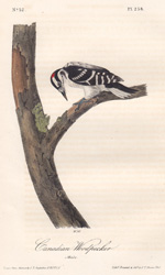 Canadian Woodpecker