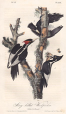 Ivory-billed Woodpecker