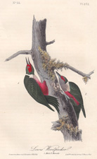 Lewis's Woodpecker