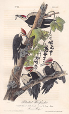 Pileated Woodpecker