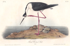 Black-necked Stilt