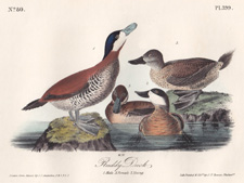 Ruddy duck