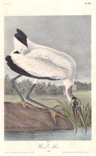 Wood Ibis