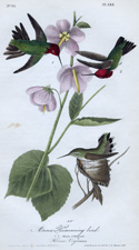 Anna's Hummingbird