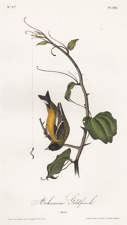Arkansaw Goldfinch